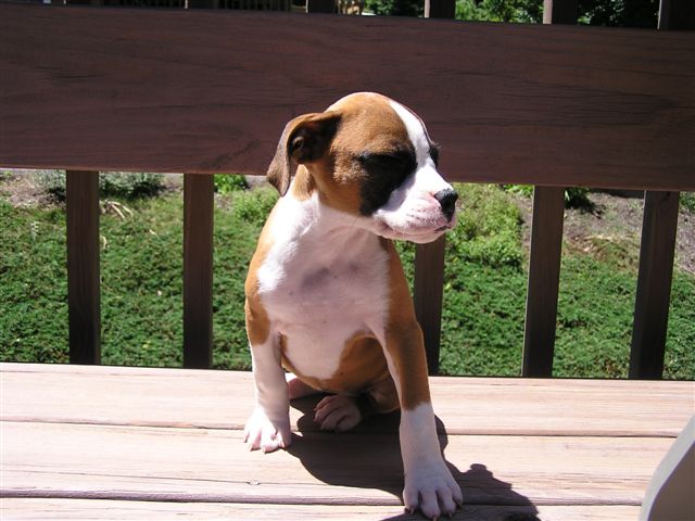 Steel City Sadie