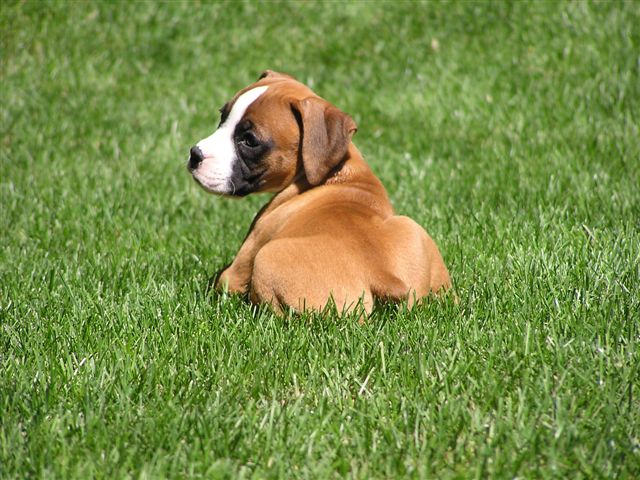 Steel city Sadies first day home