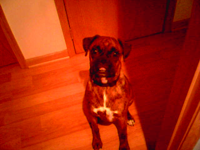 Steeler sitting pretty!