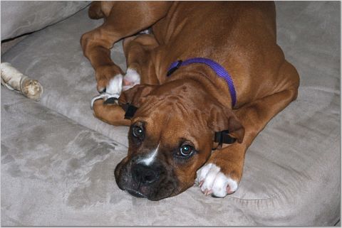 Stella 11 wks