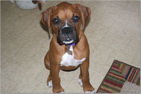 Stella 12 wks