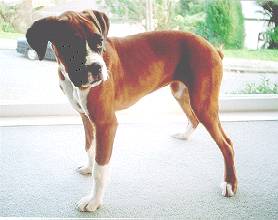 Stella 17 wks