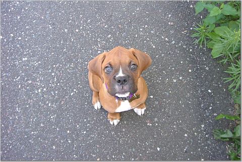 Stella 9 wks