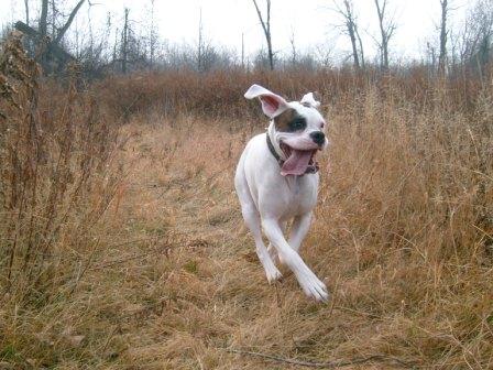 Stella Action