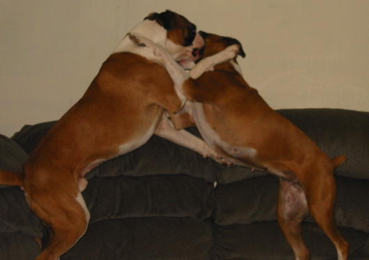 Stella and Beau