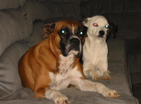 Stella And Bitsey
