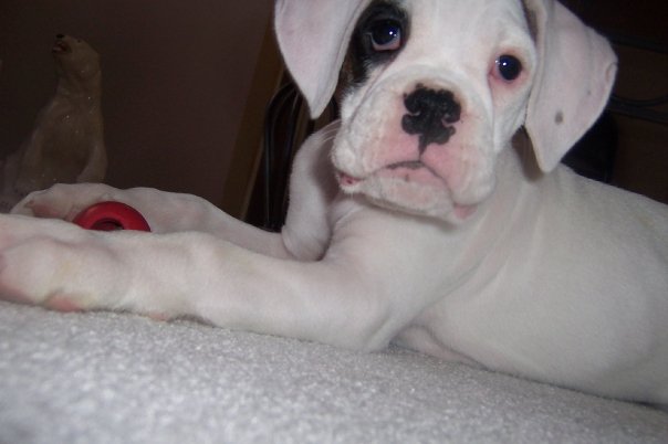 Stella and her kong