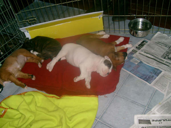 Stella and her littermates @ 5 wks