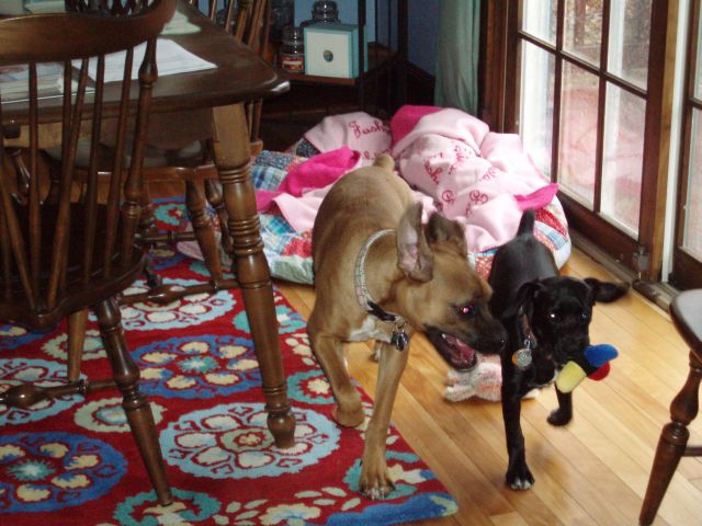 Stella and Luna playing for the first time