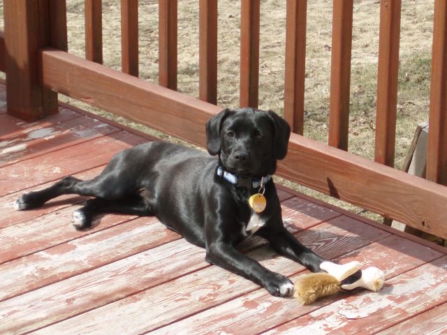 Stella and the chippy