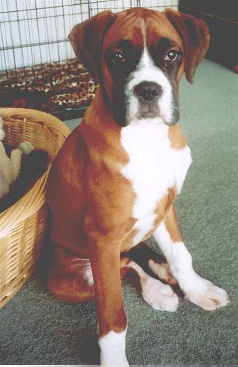 Stella at 17 weeks