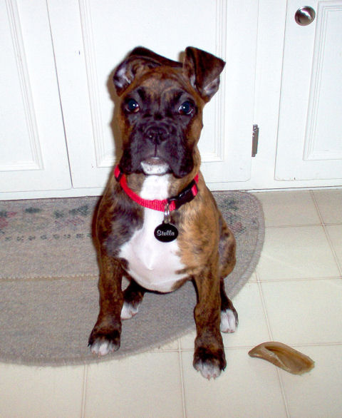 Stella at 3 months