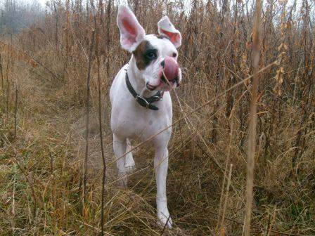 Stella Flying!