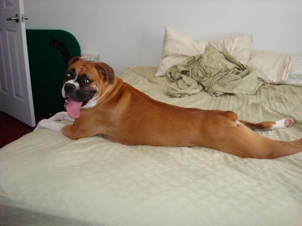 Stella hogging the bed like a diva!