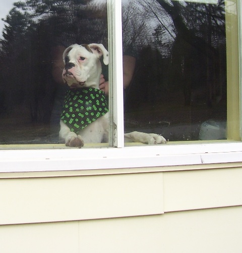 Stella on Guard