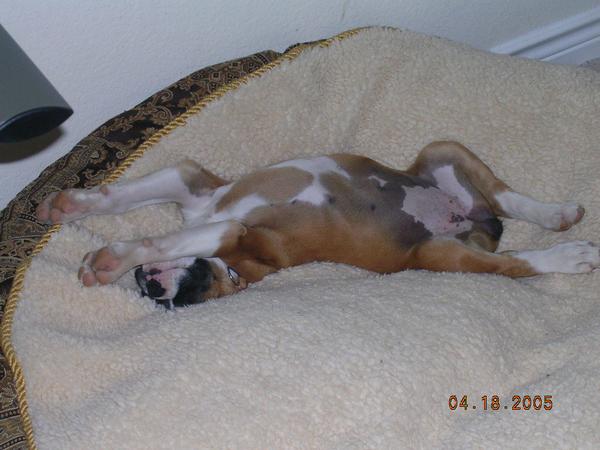 Stella sleeping when she was a puppy