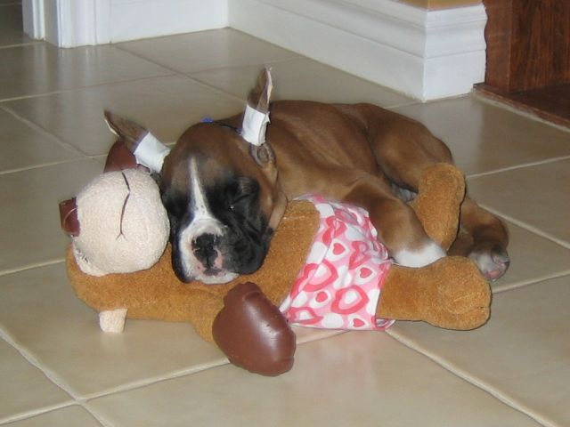 Stella - sleeping