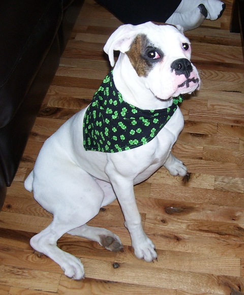 Stella St. Pat's