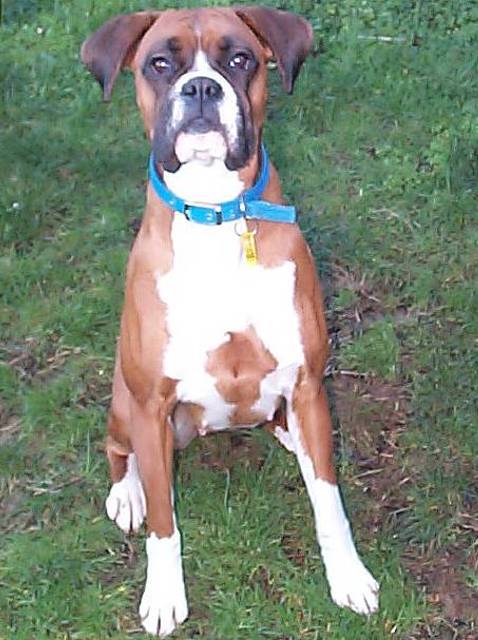 Stella