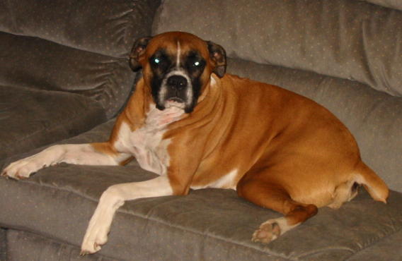 Stella