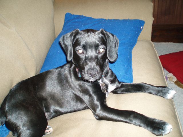 Stella