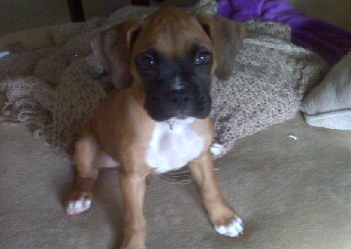 Stella