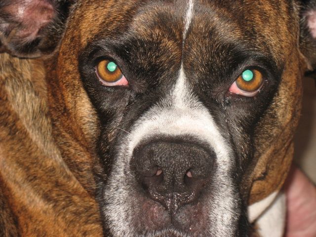 Stella