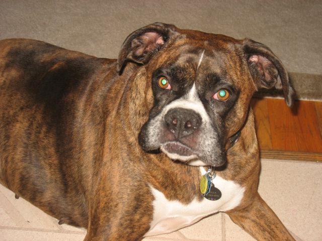 Stella