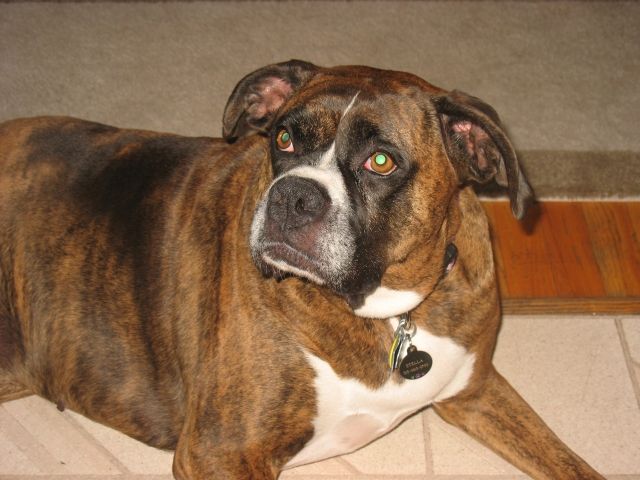 Stella