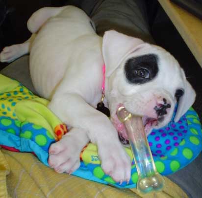 Stella_6weeks