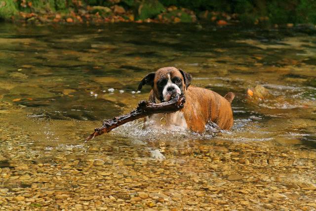 Stick