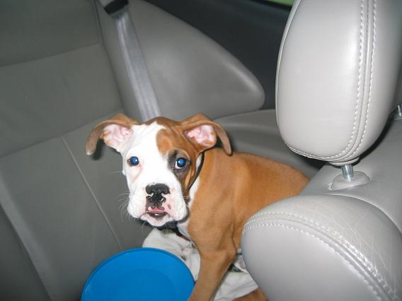 sticking out his tongue...my lil canine clown : )