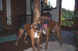 Still best pals