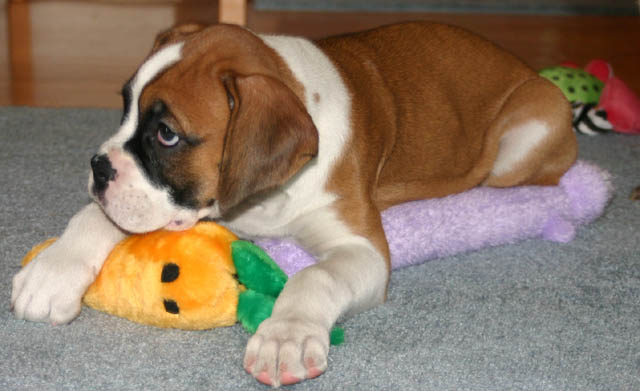 still my toys!