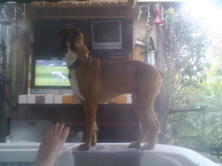 Stoically guarding the hot tub and....
