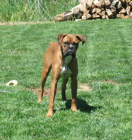 Stonewall Jackson