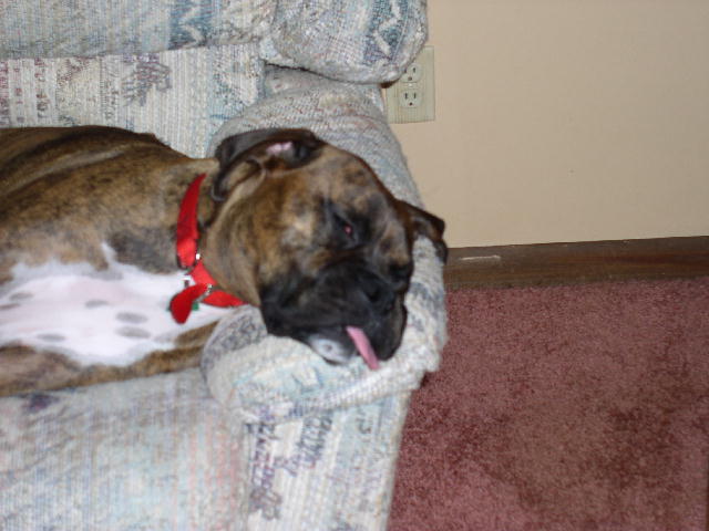 Stoney sleeping