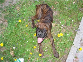stop and smell the roses...err dandelions