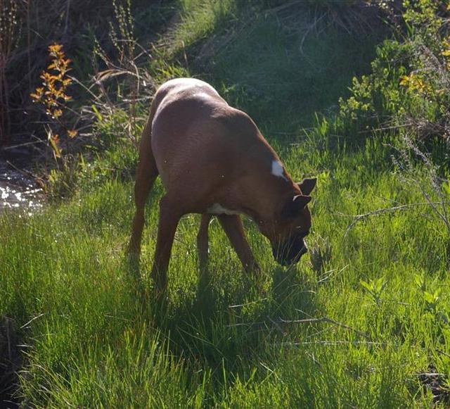 Stop and smell ...........the stinkweeds?