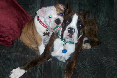 Stop chewing my bow