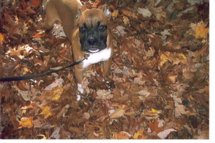Stop getting rid of my leaves