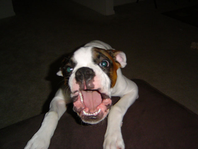 Stop taking my picture!!!
