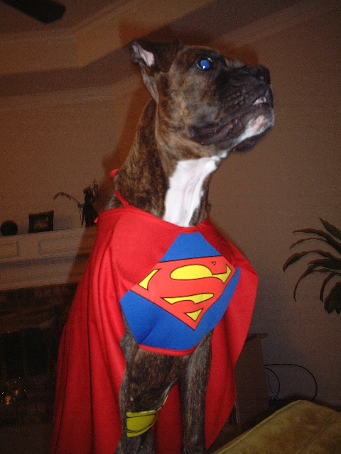 Storm the Superdog
