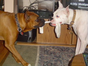 Stormy and Champ