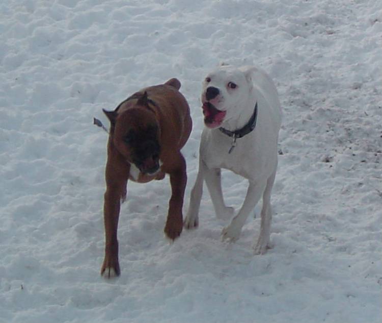Stormy and Champ