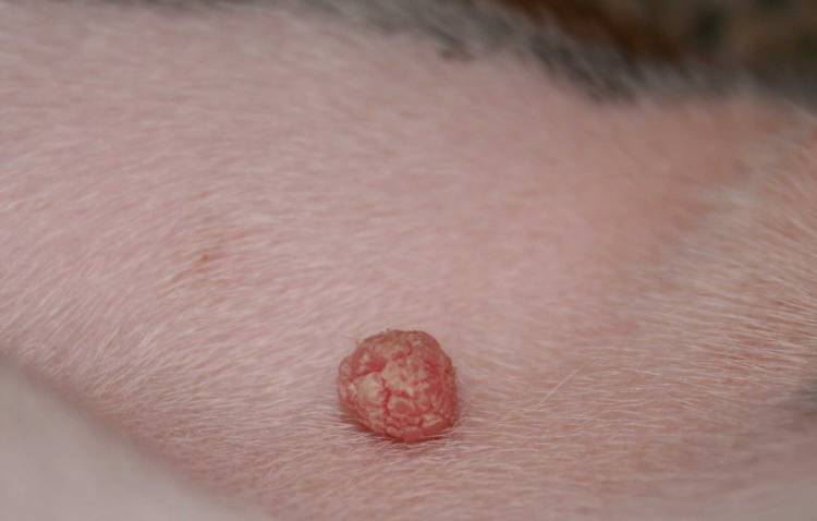 Strange Bump On His Chest 2