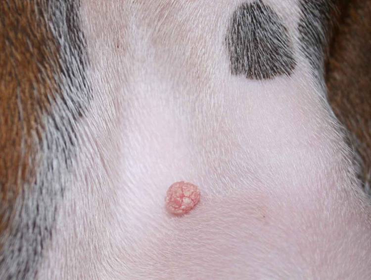 Strange Bump On His Chest 3