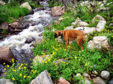 Stream Dog