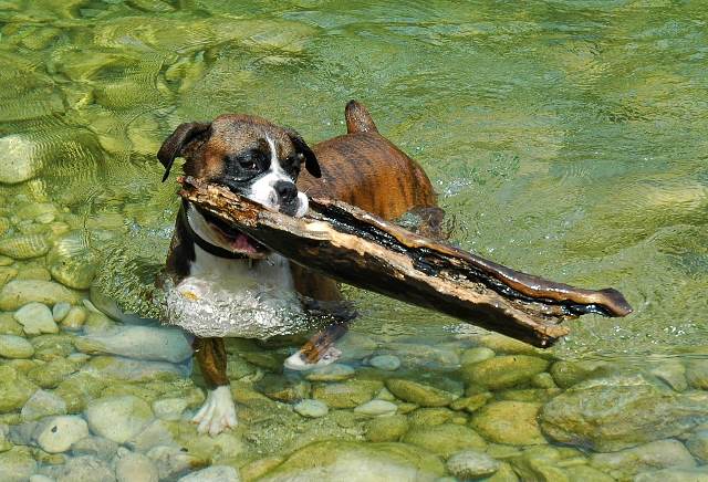 Strong dog!