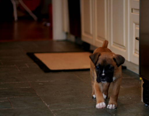 Strut